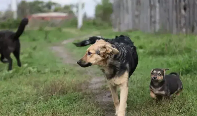 Безпритульні тварини