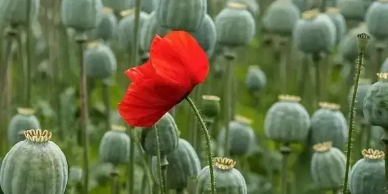 Снодійний мак