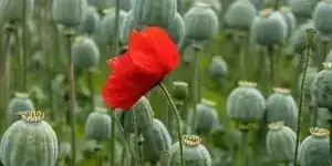 Снодійний мак