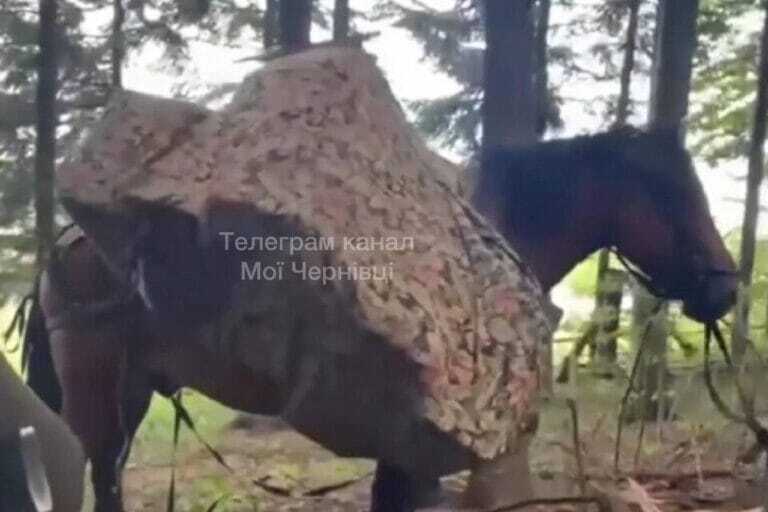 Фото коня, за допомогою якого переправляли контрабанду