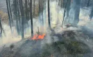 Фото: прес-служба ДСНС Чернівецької області