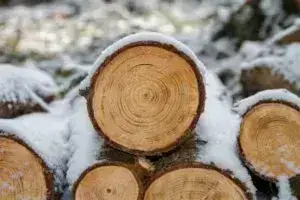 Дерево / Фото: pixabay.com