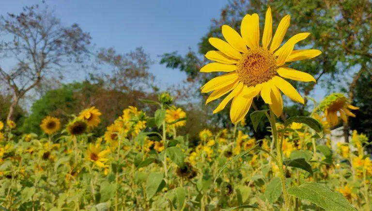 Сьогодні у Чернівцях очікується до +30°С