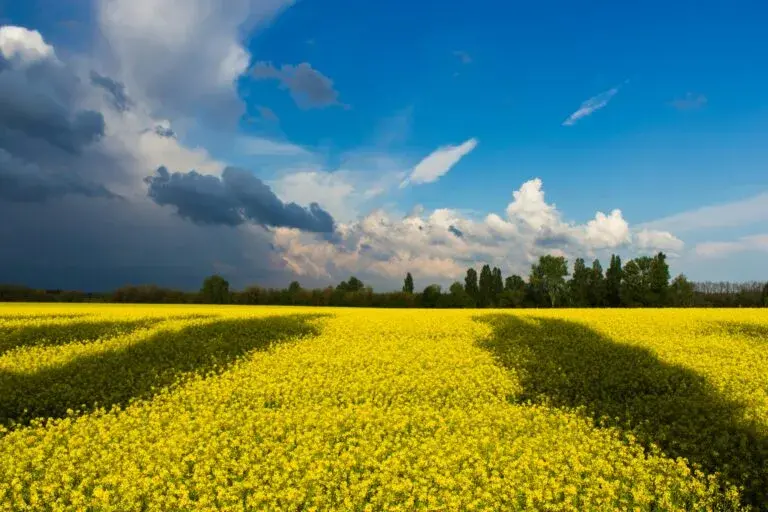 15 липня - День української державності: привітання зі святом