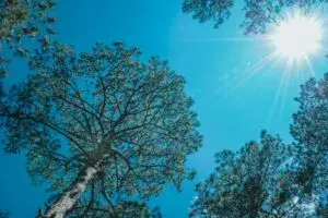 У Чернівецьку область знову йде спека