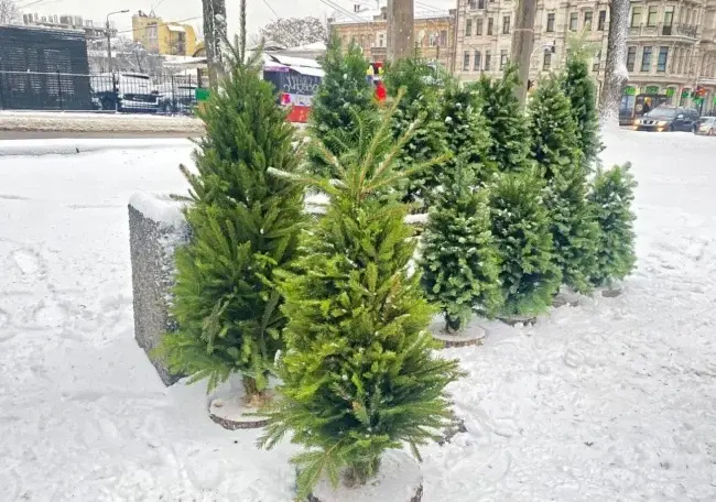 Новорічні ялинки