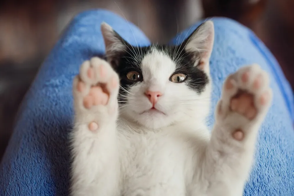 Чому кіт лягає на ноги
