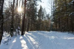 Погода в Чернівцях та області: прогноз на 11-16 лютого