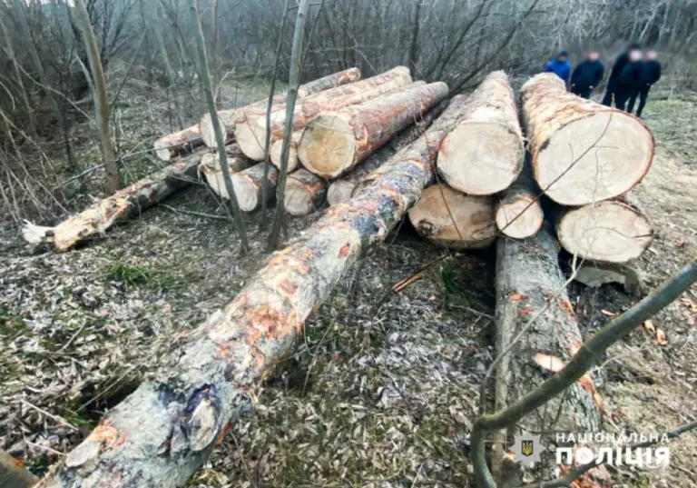 Житель Буковини нарубав дерев на понад 20 млн грн