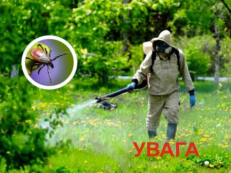 Обробка від кліщів