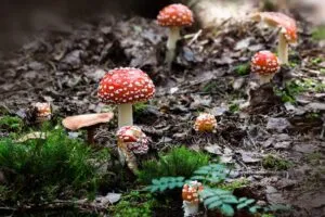 Що таке мікродозинг мухомора та чим він корисний?
