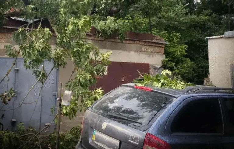 У Чернівцях дерево розтрощило машину