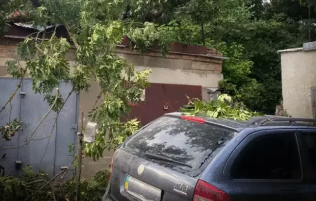У Чернівцях дерево розтрощило машину