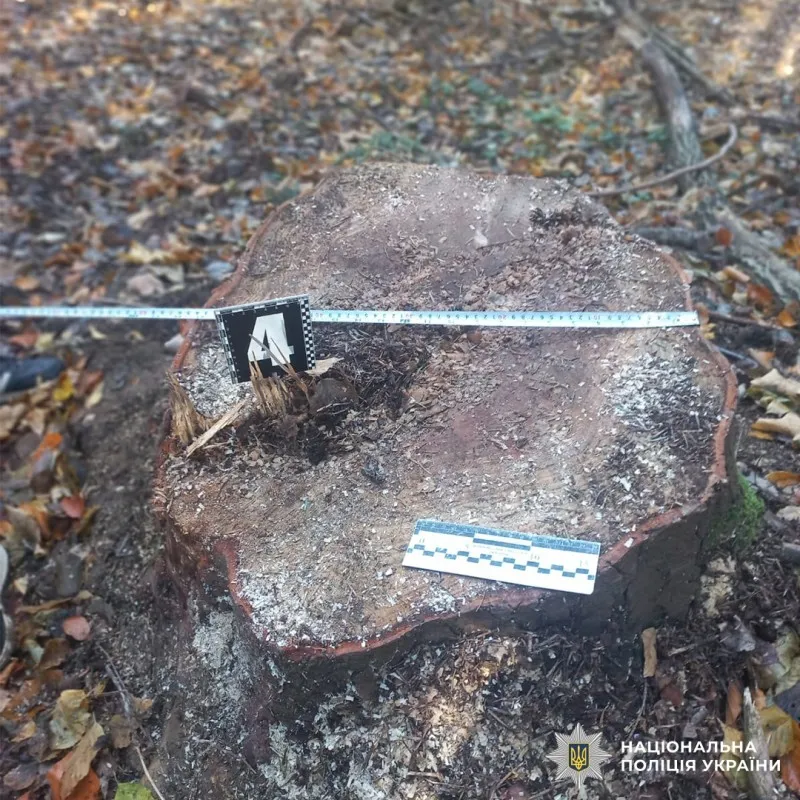 Сім років в’язниці за ялицю: на Буковині чоловіка судитимуть за незаконну рубку лісу