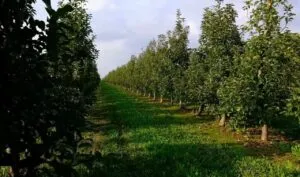 Знищити планують 15 га яблуневих садів на Буковині