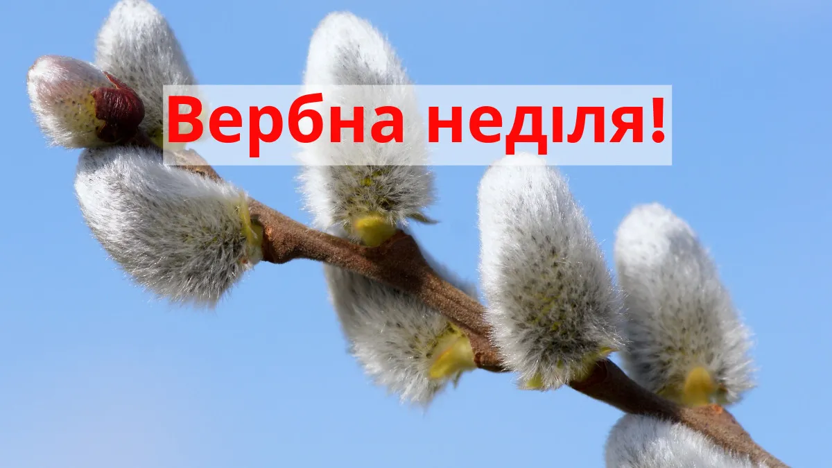З Вербною неділею 2026: дата, традиції, народні назви та найкращі привітання в прозі та картинках